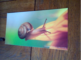 Carte Postale De Chine 2010 Escargot Escargots - Collections & Lots