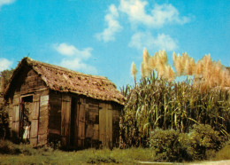 CPM- Saint-Bathélémy _ Plantation De Canne à Sucre ** 2 Scans - Saint Barthelemy