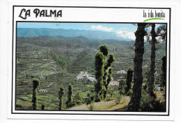 LA PALMA  -- PUNTAGORDA - La Palma