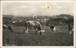 41228606 Wangen Allgaeu Kuehe Wangen - Wangen I. Allg.