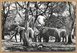 RHODESIA NYASALAND ZIMBABWE ELEPHANTS 1957 N°H161 - Simbabwe