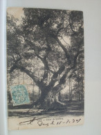 40 9088 CPA 1905 - 40 DAX - CHENE DE QUILLACQ. - Trees