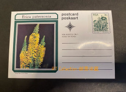 South Africa - Postcards Flora Protea Plants Nature Plant Florwers Protea Neriifolia Flower Postcard Post Card (1) - Afrique Du Sud