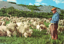 ANIMAUX & FAUNES - Moutons - Un Berger - Scène Pastorale De Provence - Carte Postale - Autres & Non Classés