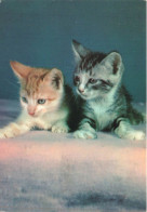 ANIMAUX & FAUNE - Chats - Deux Chats L'un à Côté De L'autre - Carte Postale - Cats