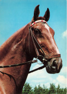 ANIMAUX & FAUNE - Chevaux - Un Tête De Cheval - Carte Postale - Horses