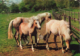 ANIMAUX & FAUNE - Chevaux - Stampato In Italia - Importé D'Italie - Printed In Italy - Carte Postale - Caballos