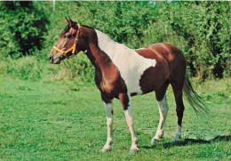 ANIMAUX & FAUNE - Chevaux - Un Cheval De Couleur Blanc Noir - Carte Postale - Chevaux