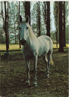 ANIMAUX & FAUNE - Chevaux - Un Cheval Seul En Plein Air - Carte Postale - Caballos