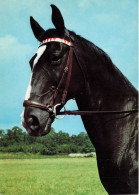 ANIMAUX & FAUNE - Chevaux - Un Tête De Cheval Noir - Carte Postale - Caballos