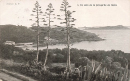 FRANCE - Un Coin De La Presqu'île De Giens - Collect. L.P - Carte Postale Ancienne - Other & Unclassified