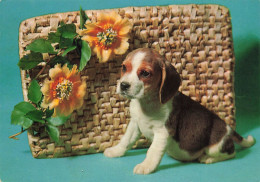 ANIMAUX & FAUNE - Chiens - Un Petit Chiot Seul à Côté D'une Fleur - Carte Postale - Hunde