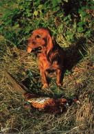 ANIMAUX & FAUNE - Chiens - Un Chien Seul Dans La Forêt- Carte Postale - Hunde