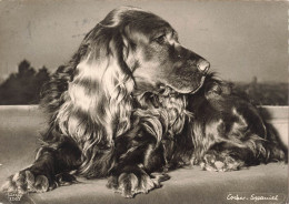 ANIMAUX & FAUNE - Chiens - Un Chien Seul Assis - Cocker Spaniel - Carte Postale - Honden