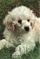 ANIMAUX & FAUNE - Chiens - Un Chien Seul Assis - Carte Postale - Honden