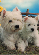 ANIMAUX & FAUNE - Chiens - Deux Chiens Assis  - Carte Postale - Honden