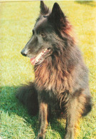 ANIMAUX & FAUNE - Chiens - Un Chien Assis  - Carte Postale - Hunde