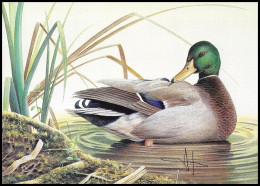 CM/MK Blanco** - Canard Colvert / Wilde Eend / Stockente / Mallard Duck - (MPO) - BUZIN - SIGNÉ/GETEKEND - Patos