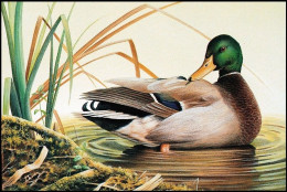 CM/MK Blanco** - Canard Colvert / Wilde Eend / Stockente / Mallard Duck - (MPO) - BUZIN - Patos