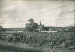 37 EN TOURAINE BOURGEUIL - Les Vendanges - CPSM Grand Format / état - Andere & Zonder Classificatie