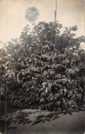 CAFEIERS   CARTE PHOTO - Trees