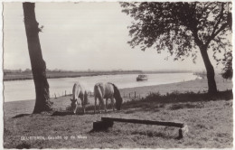 Geijsteren, Gezicht Op De Maas - (Nederland/Holland) - 1965 - Paarden - Venray