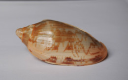 Cymbiola Vespertilio - Seashells & Snail-shells