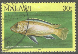 Malawi 1984 Fish. 30t Used. SG 696 - Malawi (1964-...)