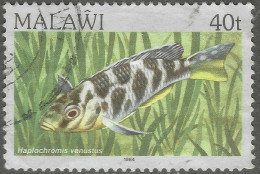Malawi 1984 Fish. 40t Used. SG 697 - Malawi (1964-...)