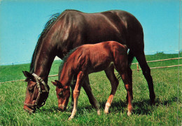 ANIMAUX & FAUNE - Chevaux - Un Cheval Et Un Poulain En Train De Broutter De L'herbe - Carte Postale - Caballos