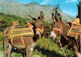 ANIMAUX & FAUNE - Anes - Deux Anes  - Carte Postale - Asino