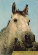 ANIMAUX & FAUNE - Chevaux - Tête D'un Cheval  - Carte Postale - Pferde