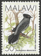 Malawi 1988 Birds. 50t Used. SG 799 - Malawi (1964-...)