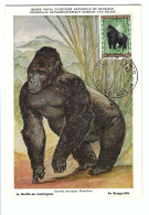BELGISCH CONGO BELGE Berggorilla Nr 1   FDC - Used Stamps
