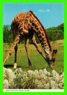 GIRAFE - METRO TORONTO ZOO, ONTARIO - JOHN HINDE ORIGINAL No 2 TOR 98 - - Giraffen