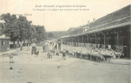 GRIGNON École Nationale D'Agriculture, La Bergerie, Le Départ  Des Moutons Pour La Plaine - Grignon