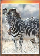 Picture Postcard Czech Republic Zebra 2023 - Cebras