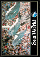 Postcard Animal Dolphins At Seaworld - Delfines