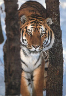 Postcard Animal Siberian Tiger - Tigers