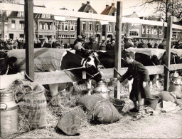 Alkmaar Stierenmarkt April 1956 Oude Persfoto E118 - Alkmaar
