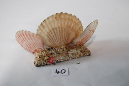 C40 Coquillage Souvenir - Home Vandeervelde - Largeur 14 Cm - Populaire Kunst