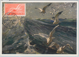 52606 - IFNI - MAXIMUM CARD - ANIMALS Birds SEAGULLS  1956 - Mouettes