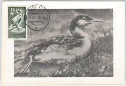 52611 - IFNI - MAXIMUM CARD - ANIMALS Birds  1956 - Albatros