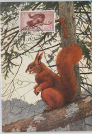 52612 - IFNI - MAXIMUM CARD - ANIMALS Rodents SQUIRRELS  1956 - Nager