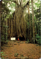 7-2-2024 (3 X 33) Australia - QLD - Atherton Tableland Curtain Fig Tree - Árboles