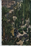Le Jardin De Monaco Circ. 1960 - Cactussen