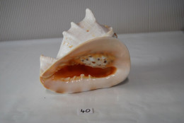 C40 Ancien Coquillage - Objet Rare - Nacre - Seashells & Snail-shells