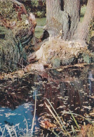 Photographe    MONIER -- Campagne De PARIS --Bois De Boulogne (souche D'arbre) - Monier