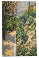 CPA - MONACO - Les Jardins Exotiques - Edit. Lemaitre - N° 49 - - Jardin Exotique