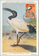 52629    - SOMALIA  - MAXIMUM CARD - ANIMALS Birds IBIS  1959 - Kranichvögel